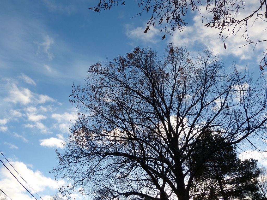 Puu ja taivas
